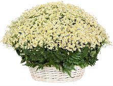 Цветочная композиция из Ромашки в корзине #REPLACE_PRED# Сертолово